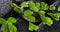 Beautiful spa concept of green twig Adiantum fern on zen basalt