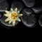 Beautiful spa concept of passiflora flower on zen stones with re