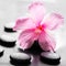 beautiful spa concept of pink hibiscus flower on zen basalt stone with drops, closeup