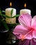 Beautiful spa setting of delicate pink hibiscus, green tendril