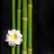 Beautiful spa still life of frangipani flower and natural bamboo