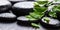 beautiful spa still life of green twig Adiantum fern on zen basalt stones with drops, panorama