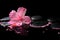 Beautiful spa still life of pink hibiscus, drops and pearl beads