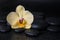 Beautiful spa still life with yellow flower orchid, phalaenopsis and zen stones with drops on black background , closeup