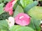 Beautiful spadix flower in the garden, selective focus