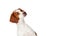 Beautiful Spaniel Breton dog