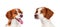 Beautiful Spaniel Breton dogs