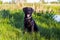 Beautiful spaniel dog sits