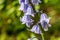 Beautiful Spanish bluebells in Spring time, Scotland, UK