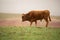 Beautiful Spanish bull calf of demon red color growing up in the Spanish countryside, becoming strong, noble and very brave