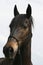 Beautiful spanish Horse Portrait