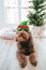 A beautiful Spanish water dog lying down at home with a Christmas costume glasses while looking up at something. Dog and Christmas