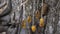 Beautiful  sparkling Baltic amber pendants are hung on an aged cracked  tree.