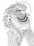 Beautiful sparrow adult coloring page