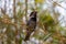 A beautiful Sparrow close up