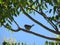 Beautiful sparrow in a suggested tree by the branch in the shade
