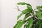 Beautiful spathiphyllum on beige background. House decor