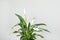 Beautiful Spathiphyllum home plant