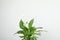 Beautiful Spathiphyllum home plant