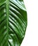 Beautiful Spathiphyllum leaf on white background,