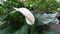 Beautiful Spathiphyllum peace lily 
White