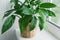 Beautiful spathiphyllum plant on window sill. Home decor