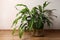 Beautiful spathiphyllum in pot on floor indoors. House decor