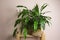 Beautiful spathiphyllum on wooden rack near beige wall. House decor