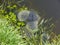 Beautiful spawn of a frog in a puddle, hundreds eggs of a frog in jelly gel, at the waterside, in a creek.