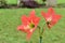 A beautiful species of Amaryllis lily that is a sure bloomer.