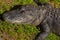 Beautiful specimen of baby aligator in the Florida Everglades