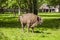 Beautiful specimen of bison , Bialowieza National Park