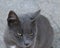 Beautiful specimen of Certosino cat