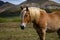 Beautiful specimen of a horse with blond manes and light brown fur in the mountains