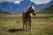 Beautiful specimen of horse of the Pyrenees. Horse with blond manes next to the mountains