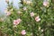 Beautiful specimen of pink hibiscus