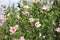 Beautiful specimen of pink hibiscus