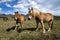 Beautiful specimens of horses of the Pyrenees. grazing freely in the meadow