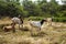Beautiful specimens of light colored goats in the field. Free animals grazing on a sunny day
