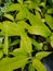 Beautiful speckled green leaves of Philodendron Calkin`s Gold, a rare houseplant