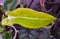 Beautiful speckled green and yellow leaf of Philodendron Calkin`s Gold