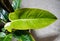 Beautiful speckled green and yellow leaf of Philodendron Calkin`s Gold