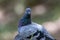 beautiful speed racing pigeon bird, Rock dove or common pigeon bird on ground