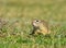 beautiful Spermophilus citellus in spring in the sun 02