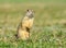 beautiful Spermophilus citellus in spring in the sun 45