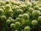 Beautiful spherical light green autumn flowers in the flowerbed