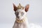 Beautiful Sphynx Cat In Gold Crown On White Background. Generative AI