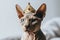 Beautiful Sphynx Cat In Gold Crown On White Background. Generative AI