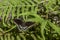 The Beautiful Spicebush Swallowtail Butterfly