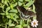 The Beautiful Spicebush Swallowtail Butterfly